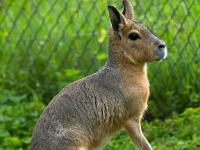 Pampashase (Großer Mara)